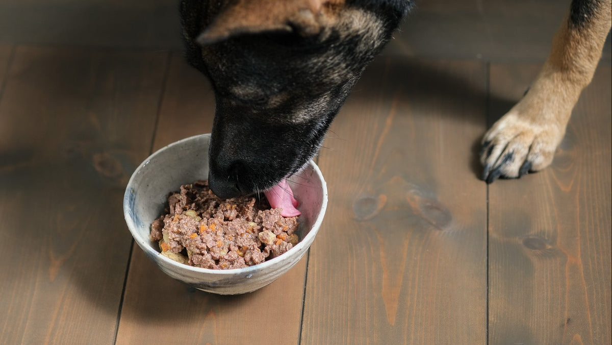白いボウルに顔を入れてごはんを食べる愛犬ウミ。