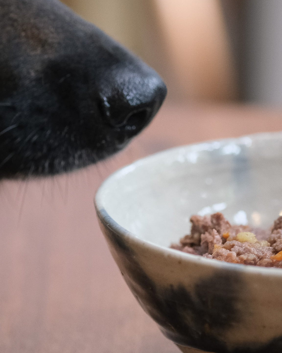 ボウルに入ったミールトッパーの匂いを嗅ぐ、愛犬ウミの鼻のクローズアップ