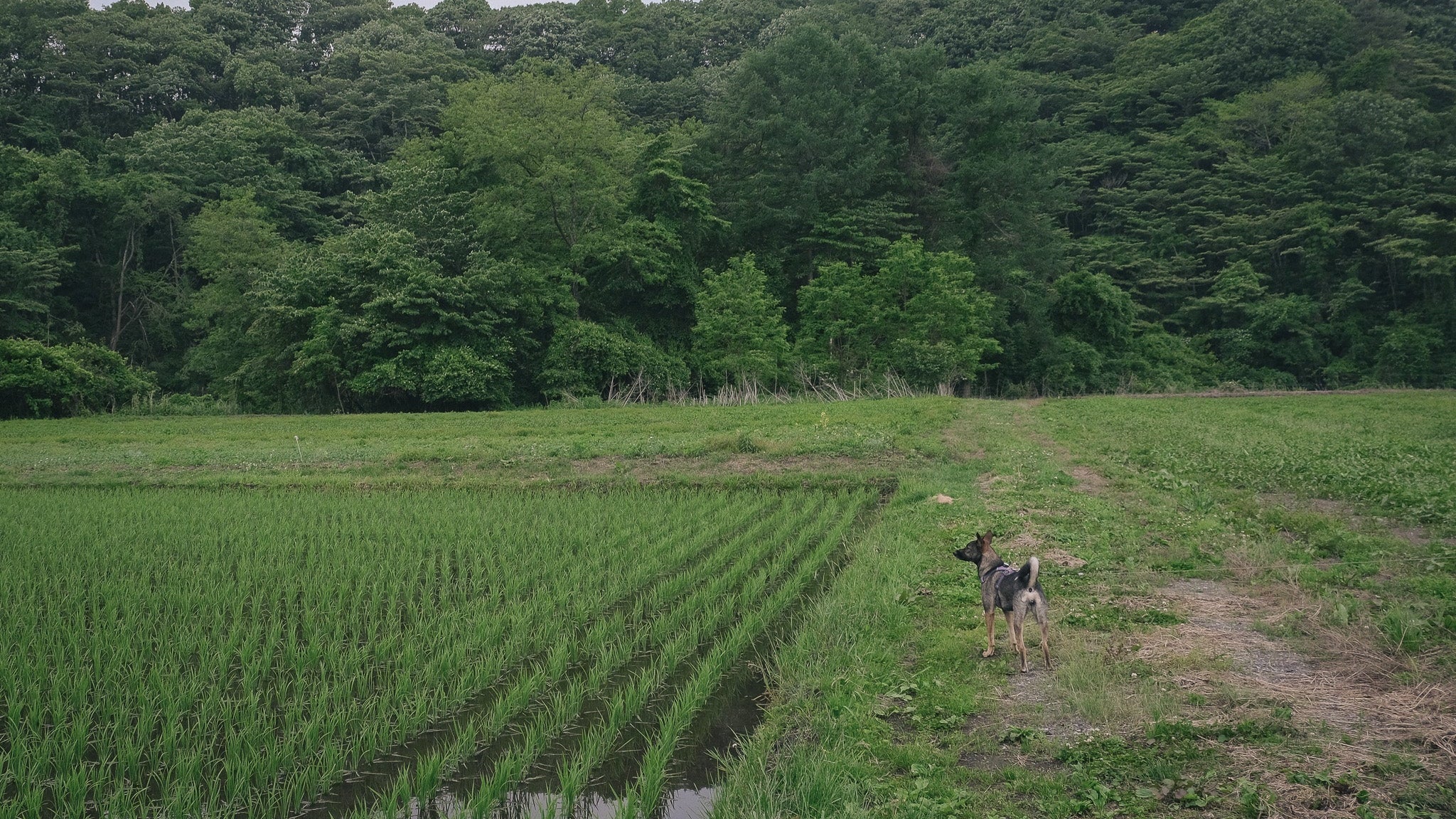 愛犬といっしょに軽井沢
