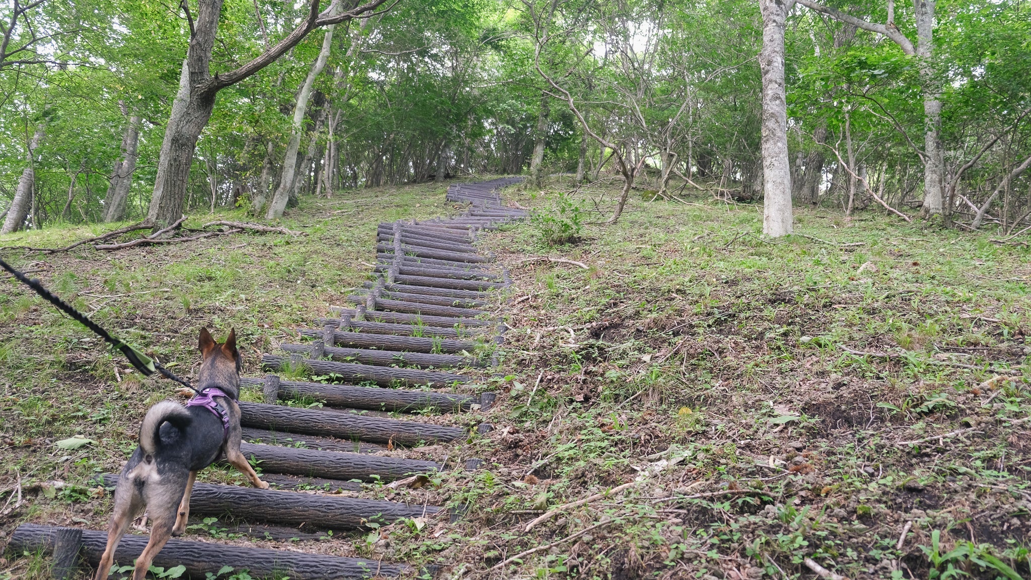 「離山」愛犬と歩く軽井沢のハイキング