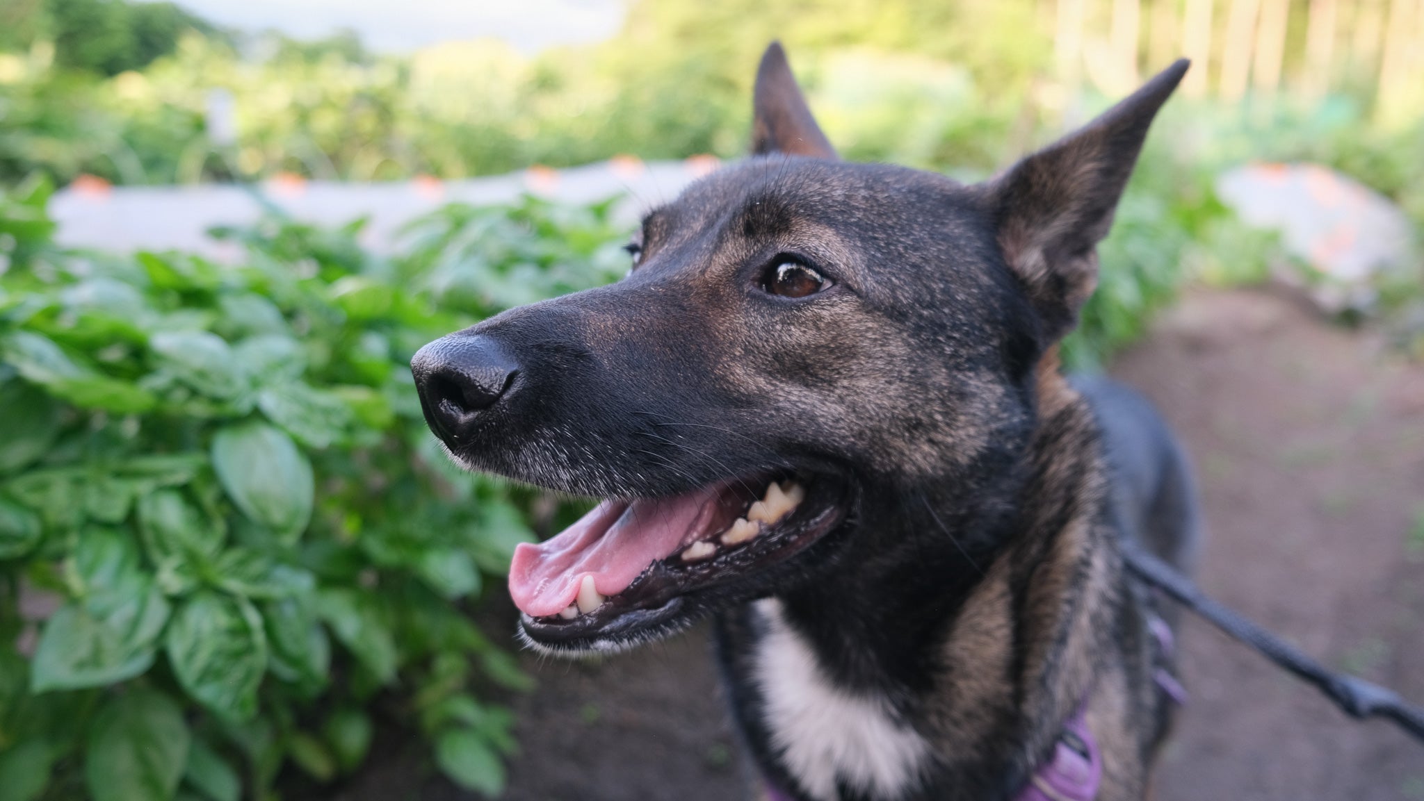 愛犬ウミの紹介 ― Karuizawa Harvest の原点