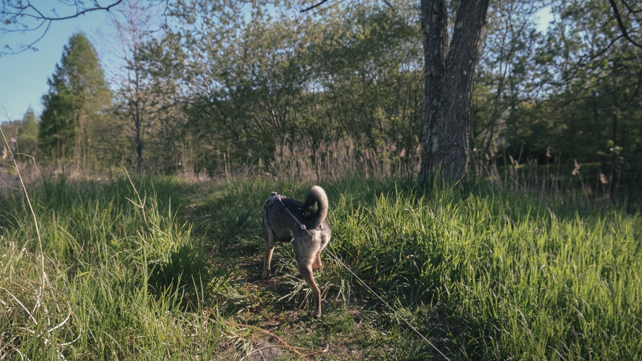 軽井沢、犬と。