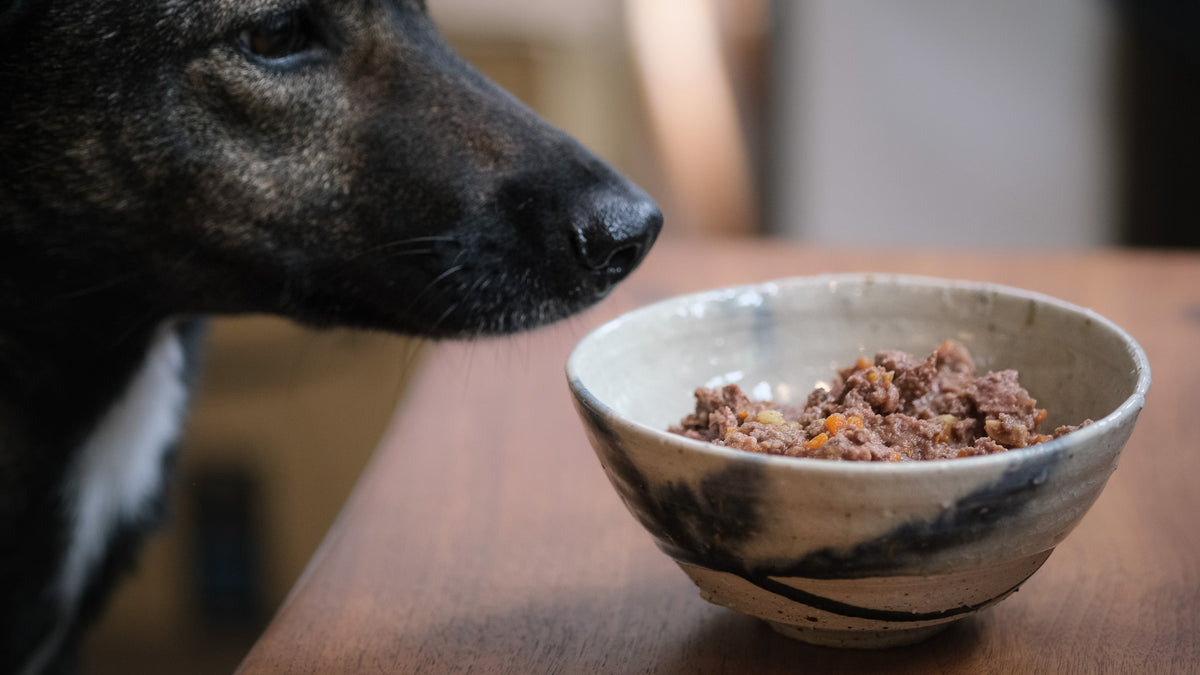 器に盛られた Karuizawa Harvest VENISON + APPLE（鹿肉とりんご）の匂いを嗅ぐ黒い愛犬